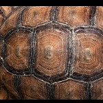 Close up sur une carapace de tortue. תבנית צבית 